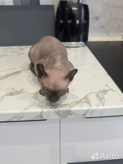 Канадский сфинкс