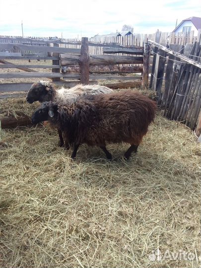 Продаются овцы, бараны