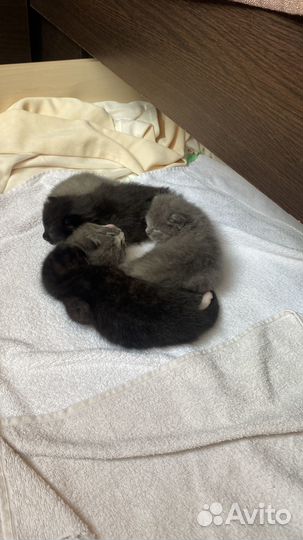 Котята в добрые руки