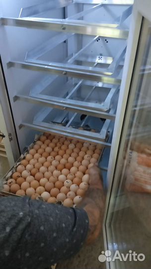 Ферма куриная