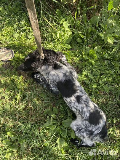 Спаниель в добрые руки