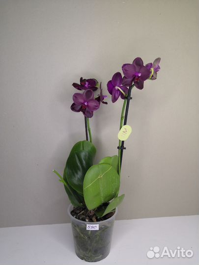 Орхидея ароматная Sogo Relax
