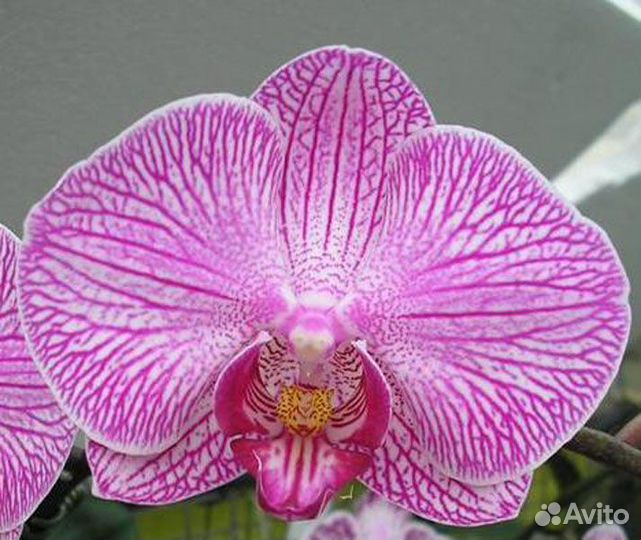 Продам разные орхидеи