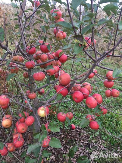 Продам свое