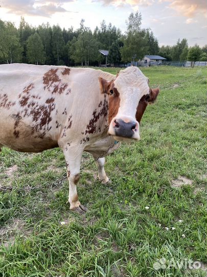 Продаем животных на племя и на мясо