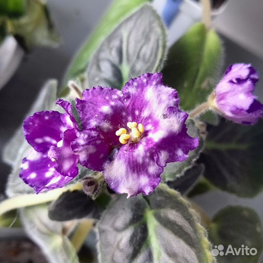 Сортовые фиалки