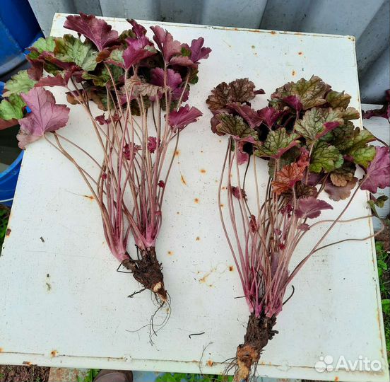 Многолетние садовые растения