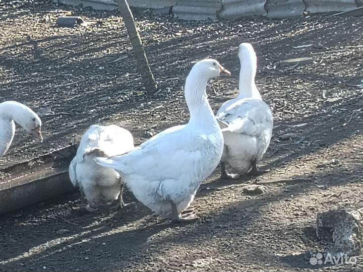 Семья гусей 5+2