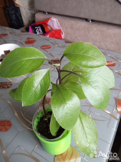 Комнатные цветы