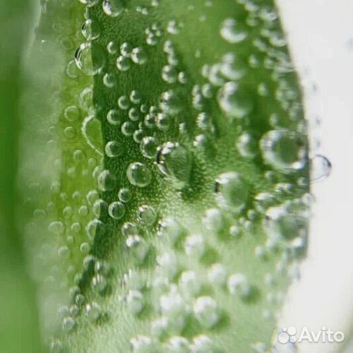 Sisley-Paris Ecological Compound Advanced Formula