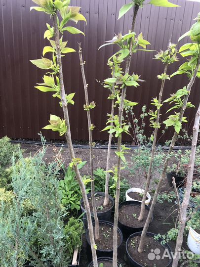 Саженцы катальпы