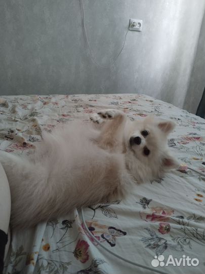 Немецкий шпиц девочка