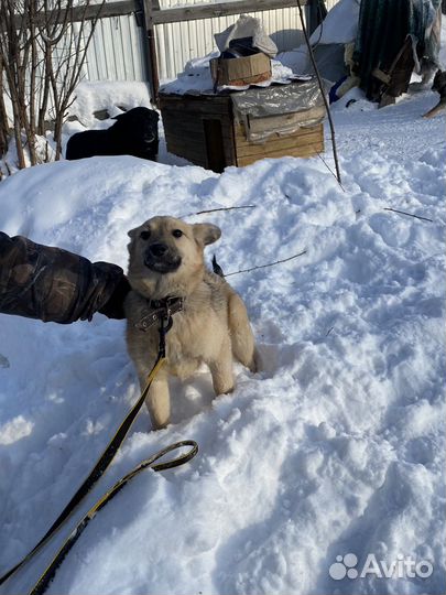 Много щенков
