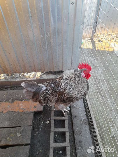 Петухи и куры