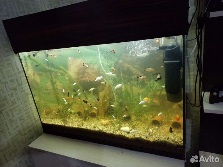 Аквариум