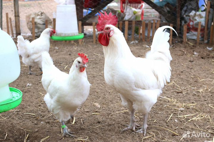 Куры несушки молодки и бройлер утята гусята перепе