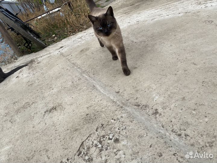 Тайский кот