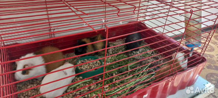 Морские свинки