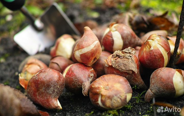 Луковицы тюльпанов оптом