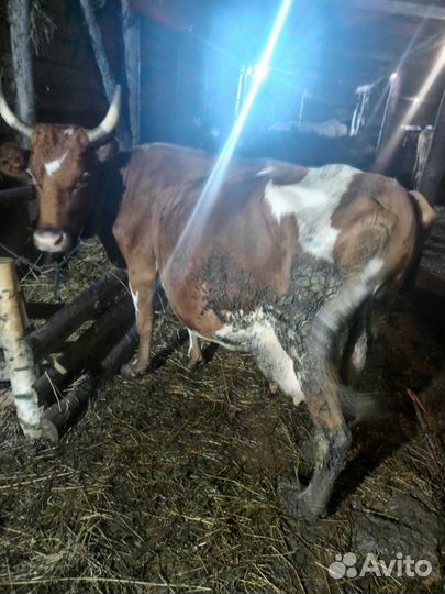 Продается корова