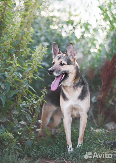 Собака в добрые руки. Соня в поисках семьи