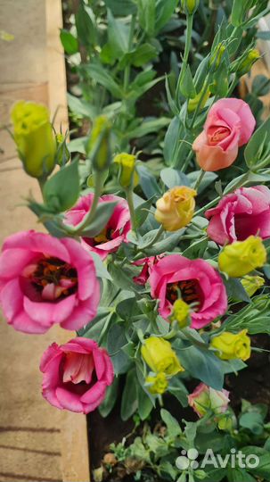 Эустома - готовые букеты