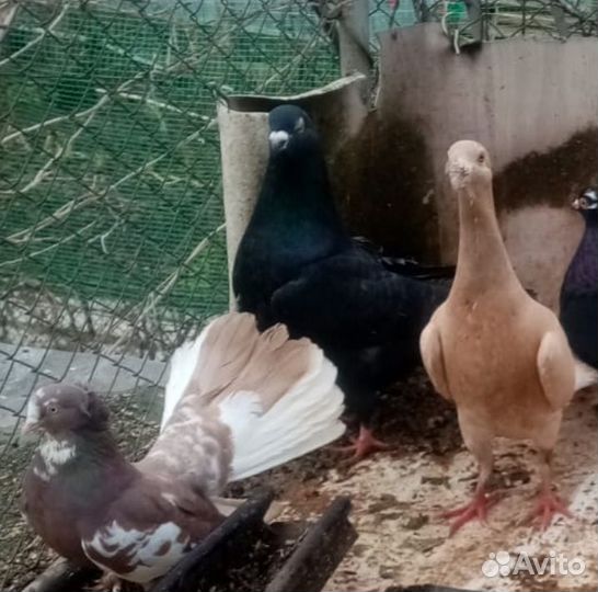 Голуби 3 вида