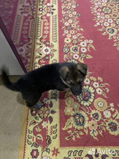 Щенок овчарки