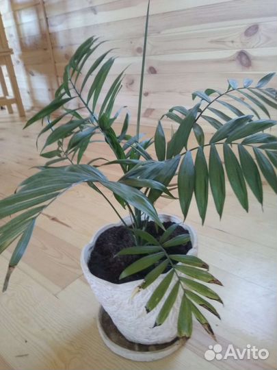 Пальма хамедорея