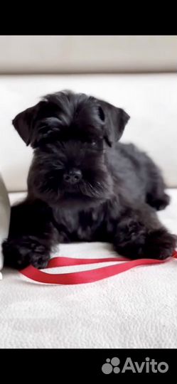 Цвергшнауцер щенки