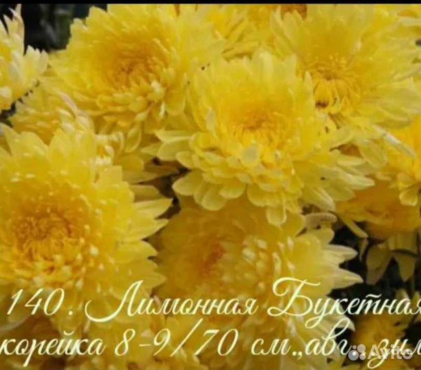 Черенки хризантемы