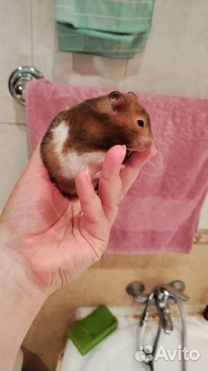 Хомяк