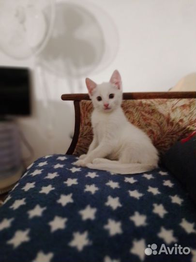 Котёнок белый, рыжий