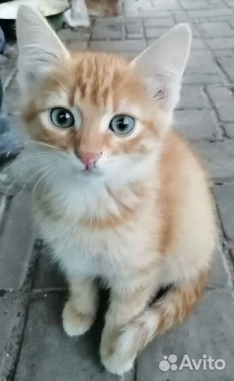 Котенок, девочка