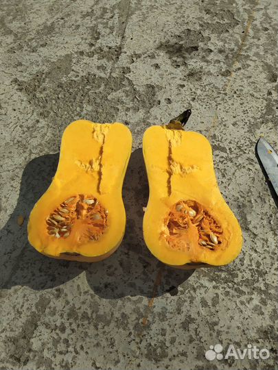 Тыква мускатная, десертная