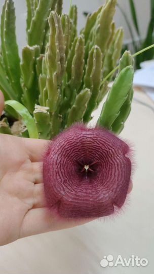 Кактус Стапелия