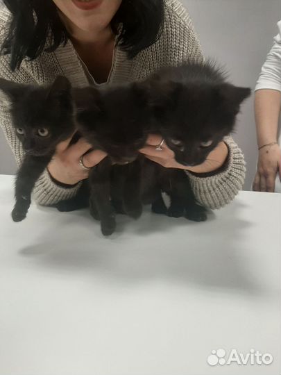 Котята бесплатно