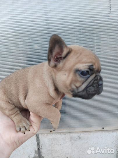 Французский бульдог