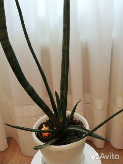 Сансевиерия Цилиндрика