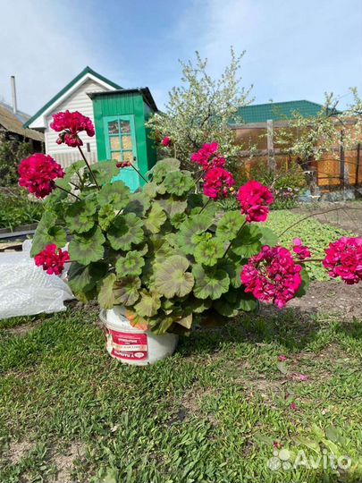 Пеларгония герань