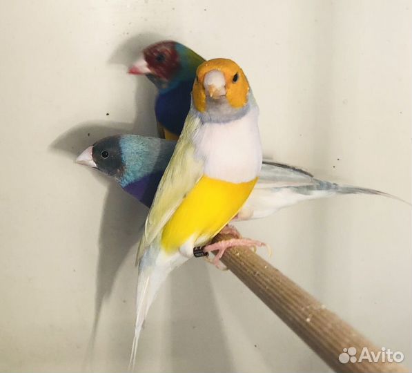 Амадина гульда