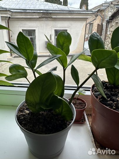 Долларовое дерево, Денежное дерево, Спатифиллум