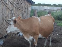 Корова стельная дойная с телёнком