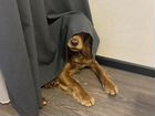 Собака Английский кокер спаниель для вязки объявление продам