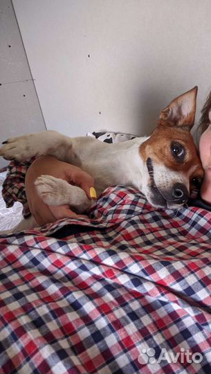 Зоогостиница