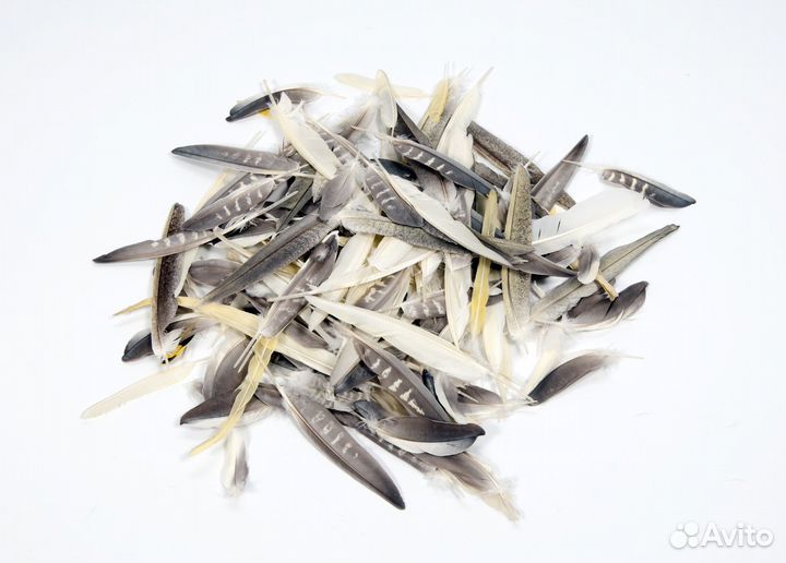 Перья попугая корелла