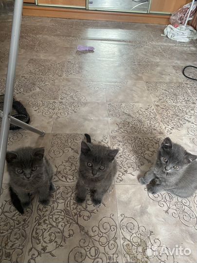 Британская кошка