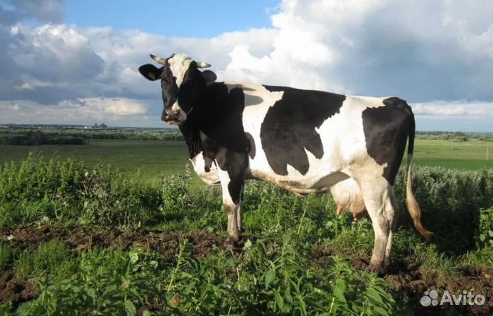Продам быка