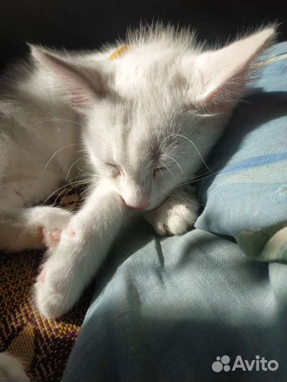 Котик белый