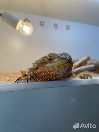 Бородатая агама